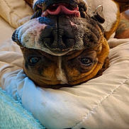 Dozer joined the competition — help win amazing prizes! dog, upside_down, tongue, blanket, cozy, playful, pet, canine, cute, brown, white, fur, snout, nose, whiskers, relaxed, indoors, closeup, sleeping, companion