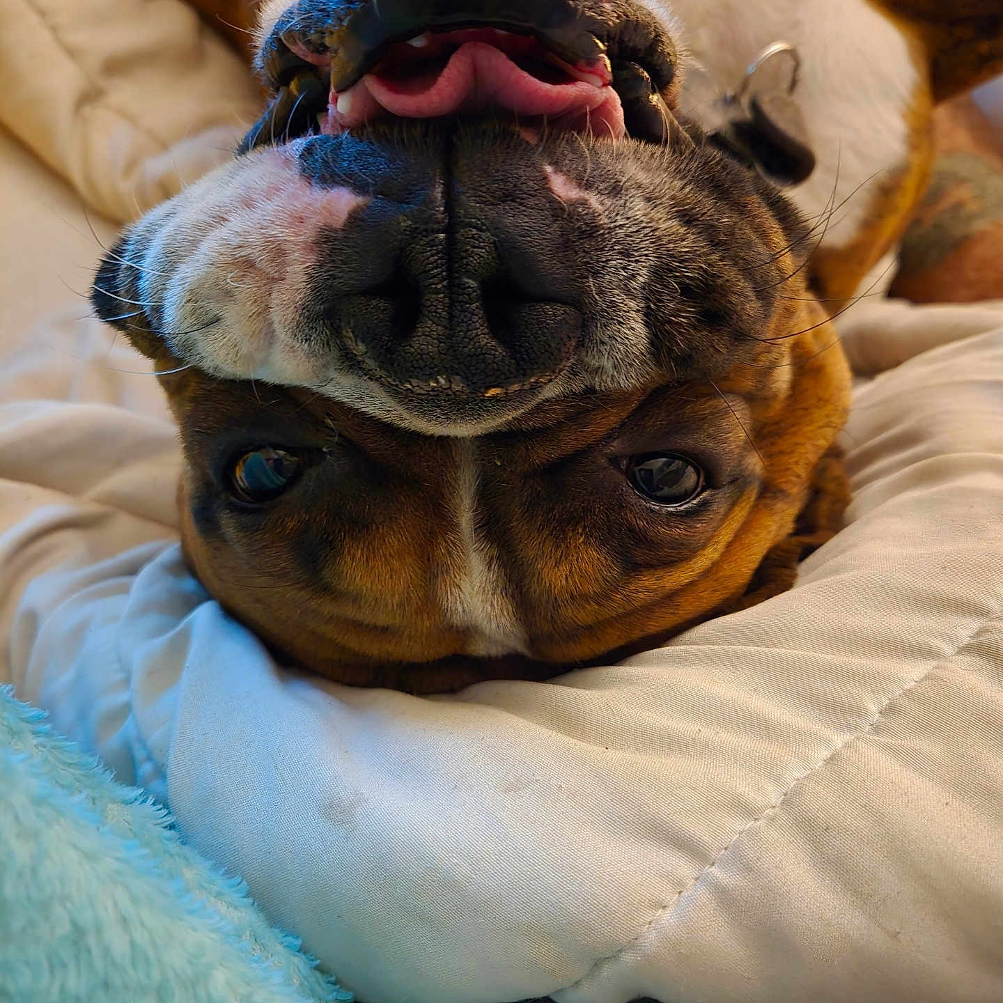 Dozer joined the competition — help win amazing prizes! dog, upside_down, tongue, blanket, cozy, playful, pet, canine, cute, brown, white, fur, snout, nose, whiskers, relaxed, indoors, closeup, sleeping, companion