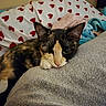 cat, calico_cat, resting, blanket, pillow, heart_pattern, bed, indoor, cute, pet, feline, cozy, soft_texture, curious, close_up, animal, fur, whiskers, ears, relaxed