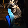 cat, calico_cat, chair, blue, wooden_floor, indoor, pet, feline, animal, whiskers, collar, curious, looking_up, dim_light, shadow, home, flooring, seat, domestic_animal, small_chair