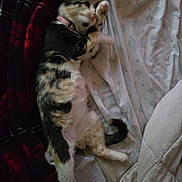 Piglet is registered to the contest to win money with this photo: cat, calico_cat, pet, bed, blanket, sheet, paw, licking, collar, fur, sleeping, relaxed, indoor, cozy, plaid, pattern, tail, resting, soft_lighting, domestic_animal