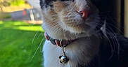 Piglet is registered to the contest to win money with this photo: animal, bell, calico, cat, closeup, collar, curious, daylight, doorway, ears, feline, grass, greenery, nature, nose, outdoor, pet, portrait, sunlight, whiskers