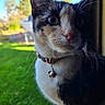 cat, calico, pet, animal, whiskers, collar, bell, outdoor, greenery, grass, sunlight, doorway, curious, feline, closeup, portrait, nature, daylight, ears, nose