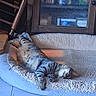 Haku participe au concours pour gagner de l'argent avec cette photo : animal, cabinet, cat, cozy, cute, domestic, floor_tiles, fur, furniture, glass_door, home, indoor, napping, paw, pet_bed, relaxing, resting, sleeping, tabby_cat, wooden_chair