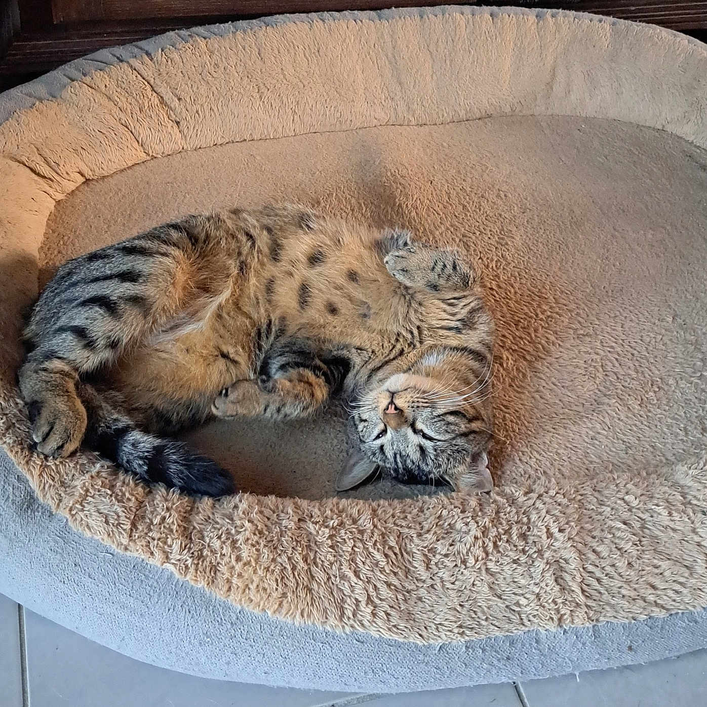 Haku