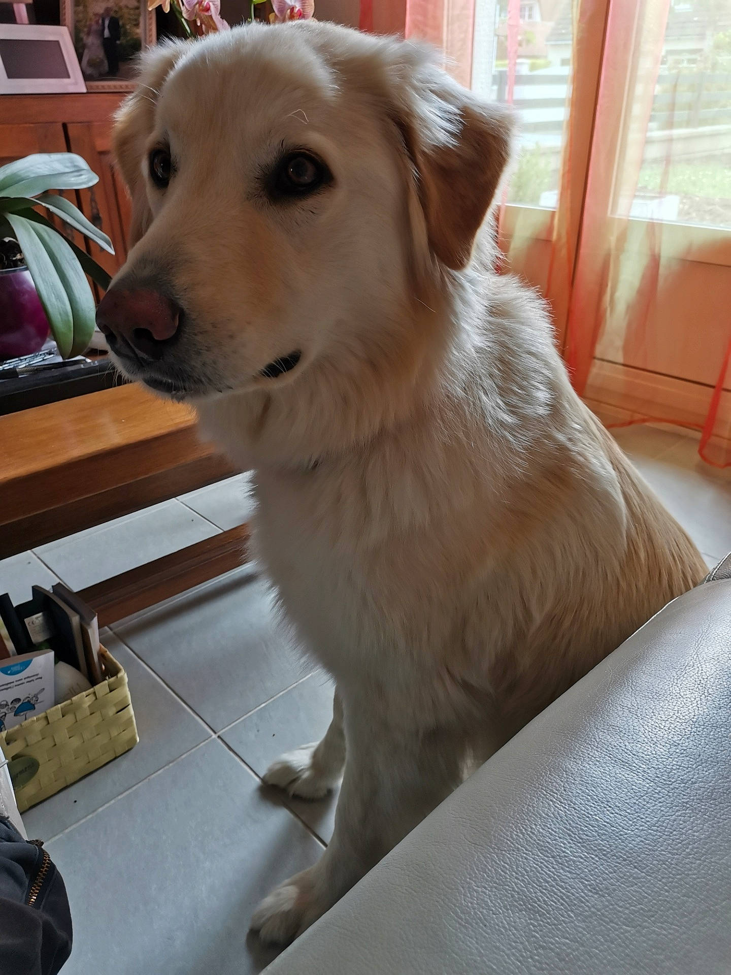 Belle participe au concours pour gagner de l'argent avec cette photo : aircraft, ancient_dog_breeds, bag, canidae, carnivore, companion_dog, dog, dog_breed, fawn, flooring, fur, hardwood, luggage_and_bags, plant, snout, tail, whiskers, wood, working_dog