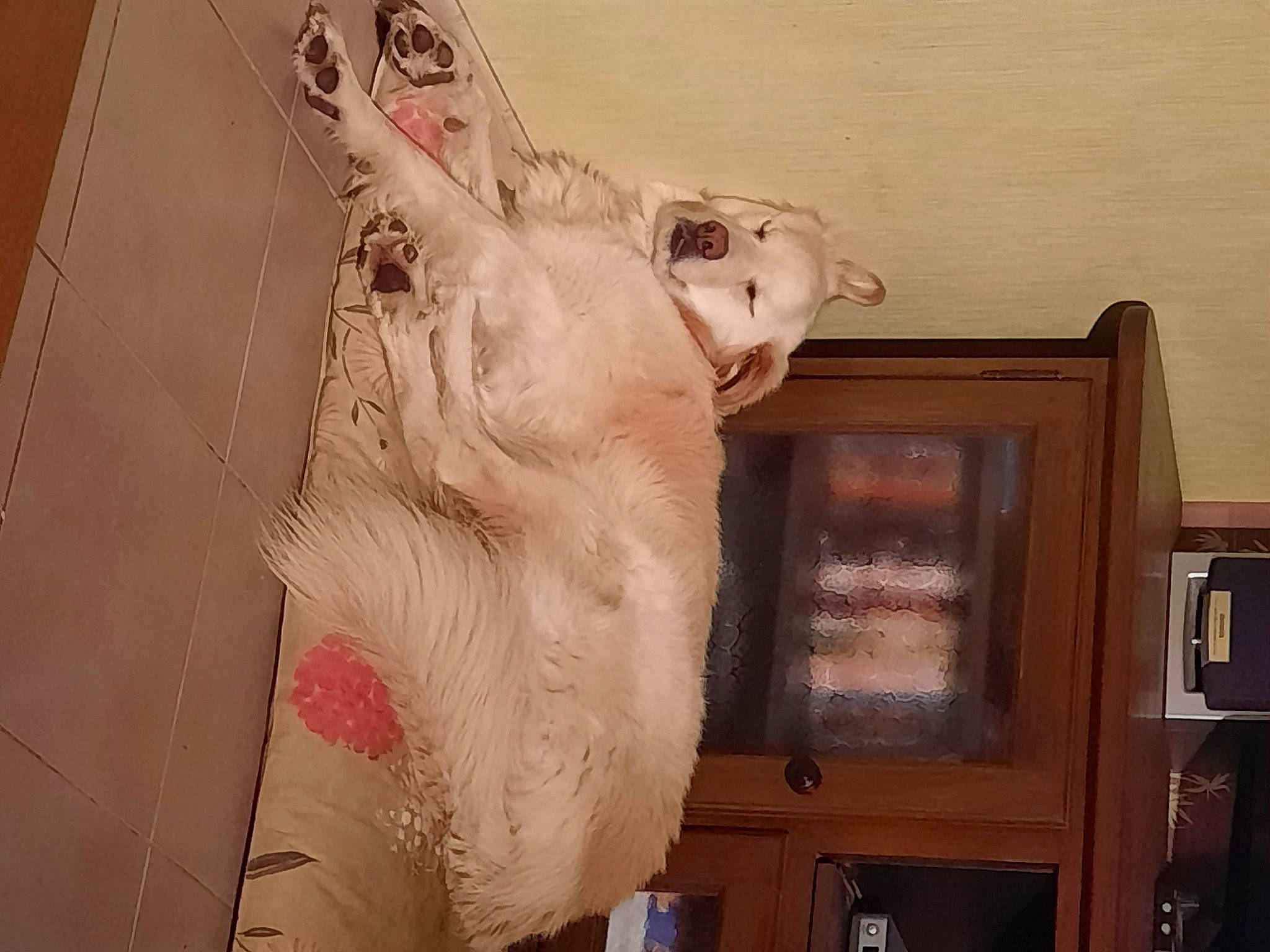 Belle participe au concours pour gagner de l'argent avec cette photo : art, cabinetry, cupboard, door, dress, fawn, felidae, flesh, flooring, fur, hardwood, painting, plaster, room, sculpture, shelving, tourist_attraction, vintage_clothing, visual_arts, wood