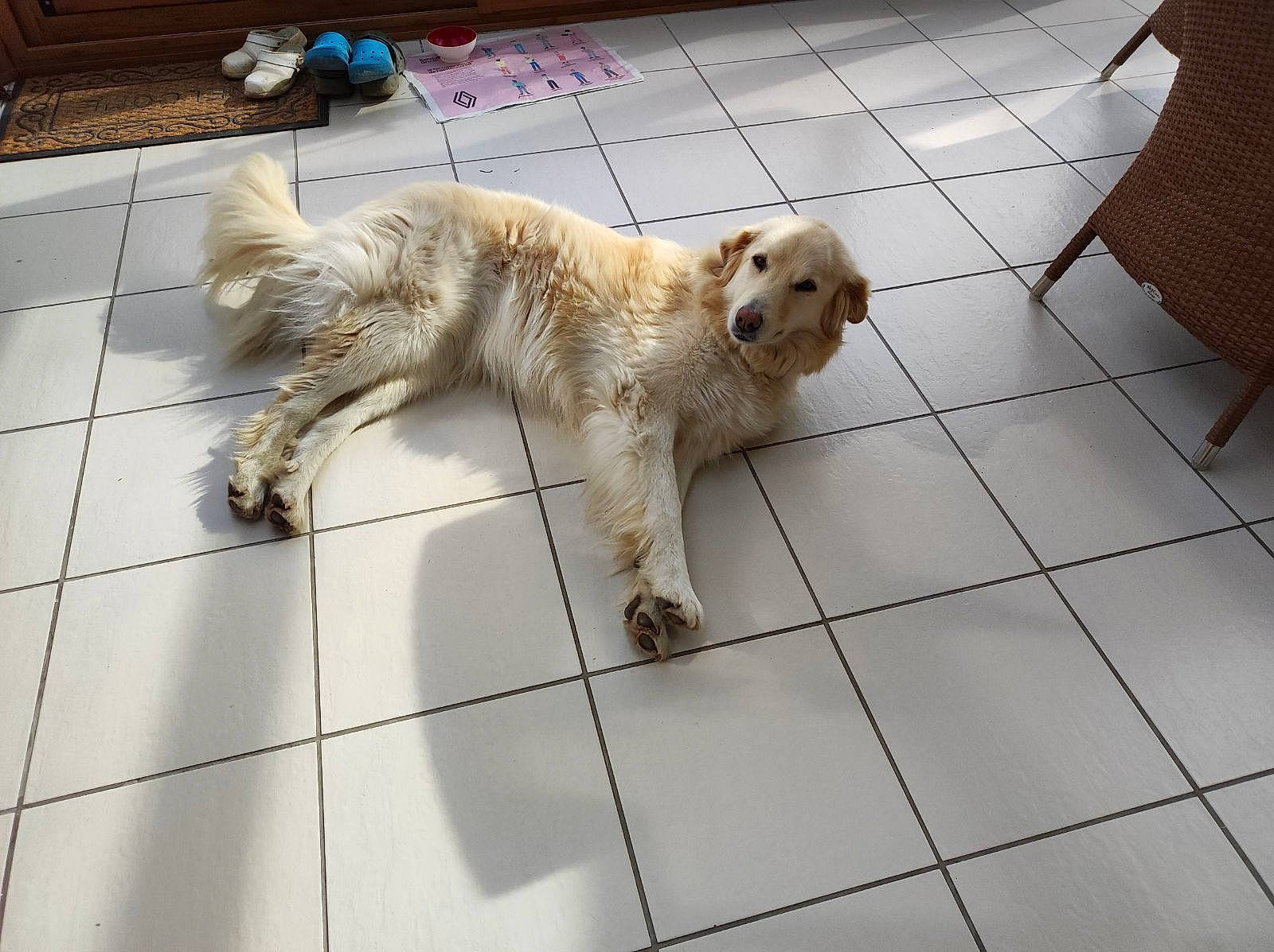 Belle a rejoint le concours — aidez-le/la à gagner de superbes lots ! carnivore, collar, companion_dog, dog, dog_breed, fawn, floor, flooring, fur, gun_dog, paw, pet_supply, retriever, snout, sporting_group, street_dog, tail, tile, tile_flooring, working_animal