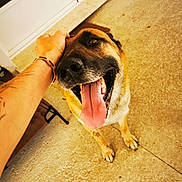 Luffy a rejoint le concours — aidez-le/la à gagner de superbes lots ! dog, tongue, happy, pet, animal, canine, paw, fur, scratch, hand, tattoo, outdoor, concrete, door, smile, closeup, brown, black, friendly, companion