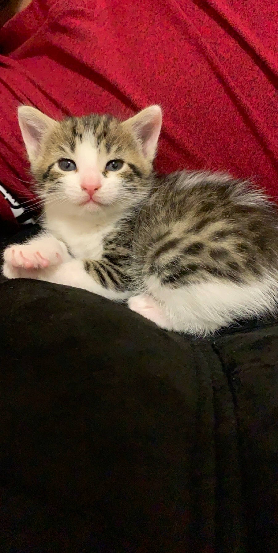 Disney is registered to the contest to win money with this photo: aegean_cat, american_shorthair, american_wirehair, asian, california_spangled, carnivore, cat, domestic_short_haired_cat, dragon_li, egyptian_mau, european_shorthair, felidae, kitten, mammal, norwegian_forest_cat, siberian, small_to_medium_sized_cats, tabby_cat, vertebrate, whiskers