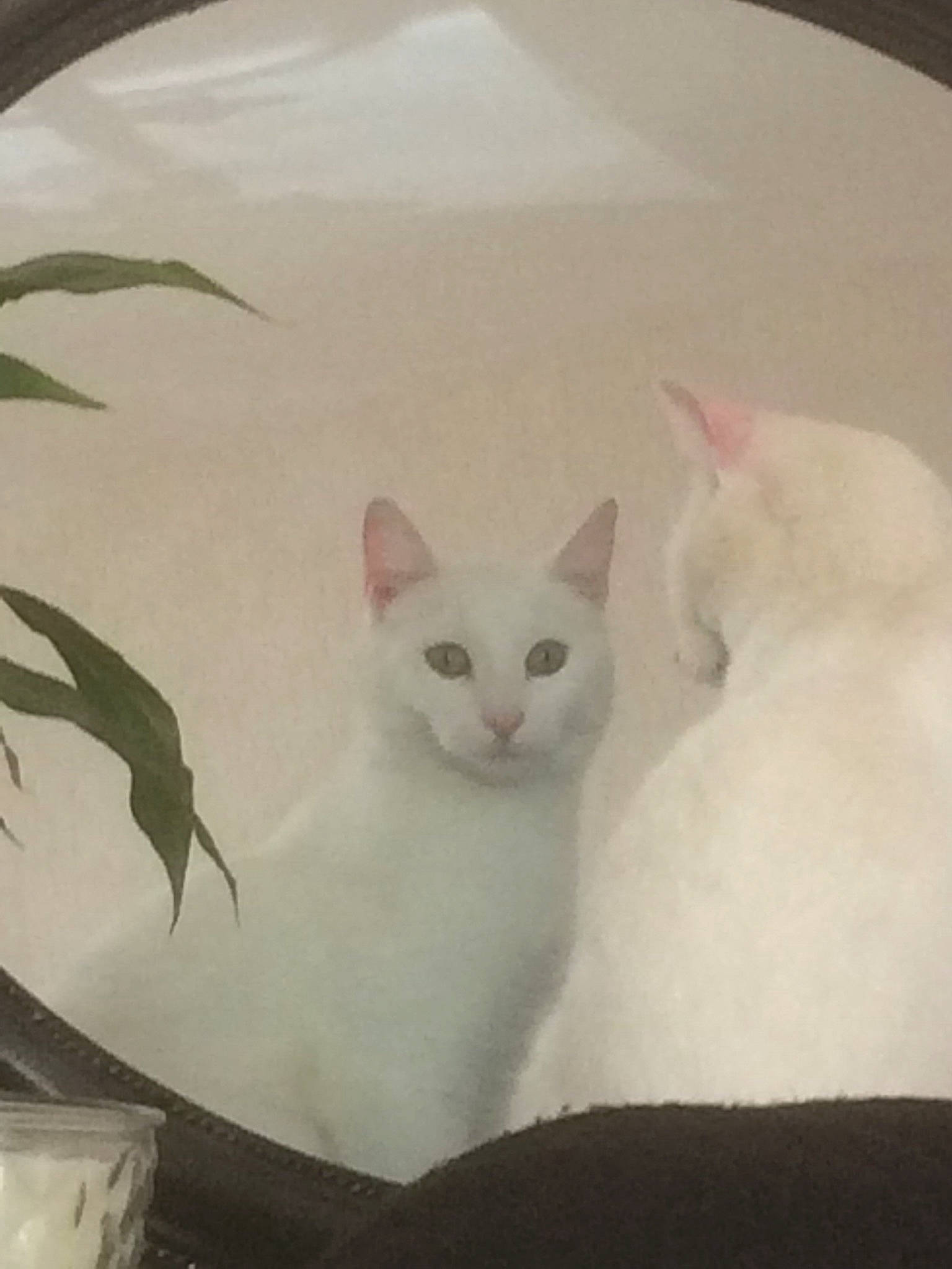 Marley a rejoint le concours — aidez-le/la à gagner de superbes lots ! burmilla, carnivore, cat, colorpoint_shorthair, eye, felidae, khao_manee, kitten, small_to_medium_sized_cats, tail, turkish_angora, turkish_van, whiskers, white