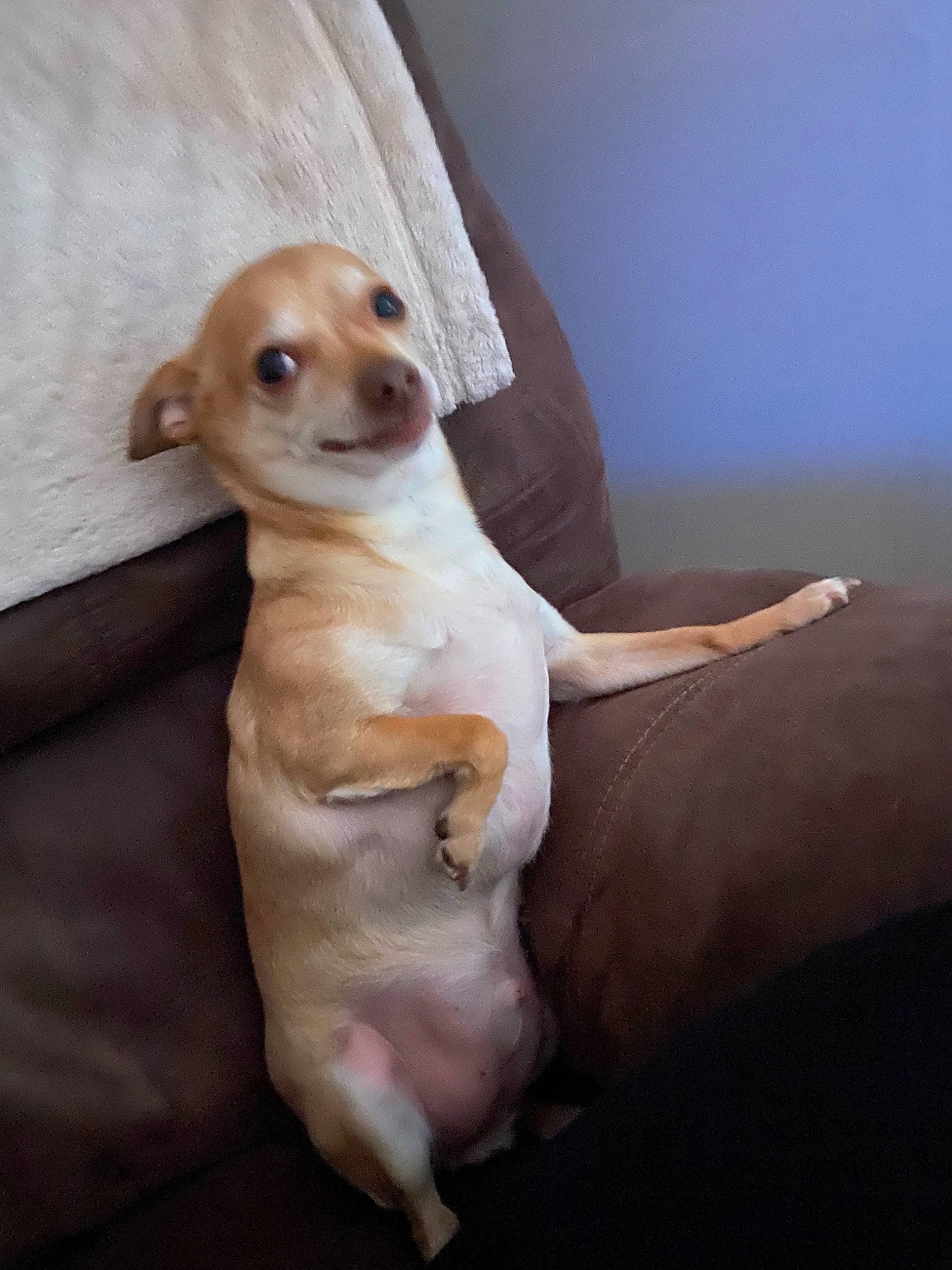 Teddy Rumps is registered to the contest to win money with this photo: canidae, carnivore, collar, comfort, companion_dog, dog, dog_breed, ear, fawn, head, paw, pet_supply, snout, sporting_group, tail, terrestrial_animal, toy_dog, whiskers, wood, working_animal