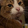 Fuzzybutt joined the competition — help win amazing prizes! animal, calm, cat, close_up, curious, cute, domestic_cat, face, feline, fur, green_eyes, head, indoor, looking_back, mammal, pet, pink_nose, portrait, tabby_cat, whiskers