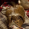 Fuzzybutt is registered to the contest to win money with this photo: animal, bed, blanket, cat, collar, cozy, cute, cute_pet, domestic, fluffy, fur, indoor, pet, pillow, plaid, relaxed, resting, soft, tabby, whiskers