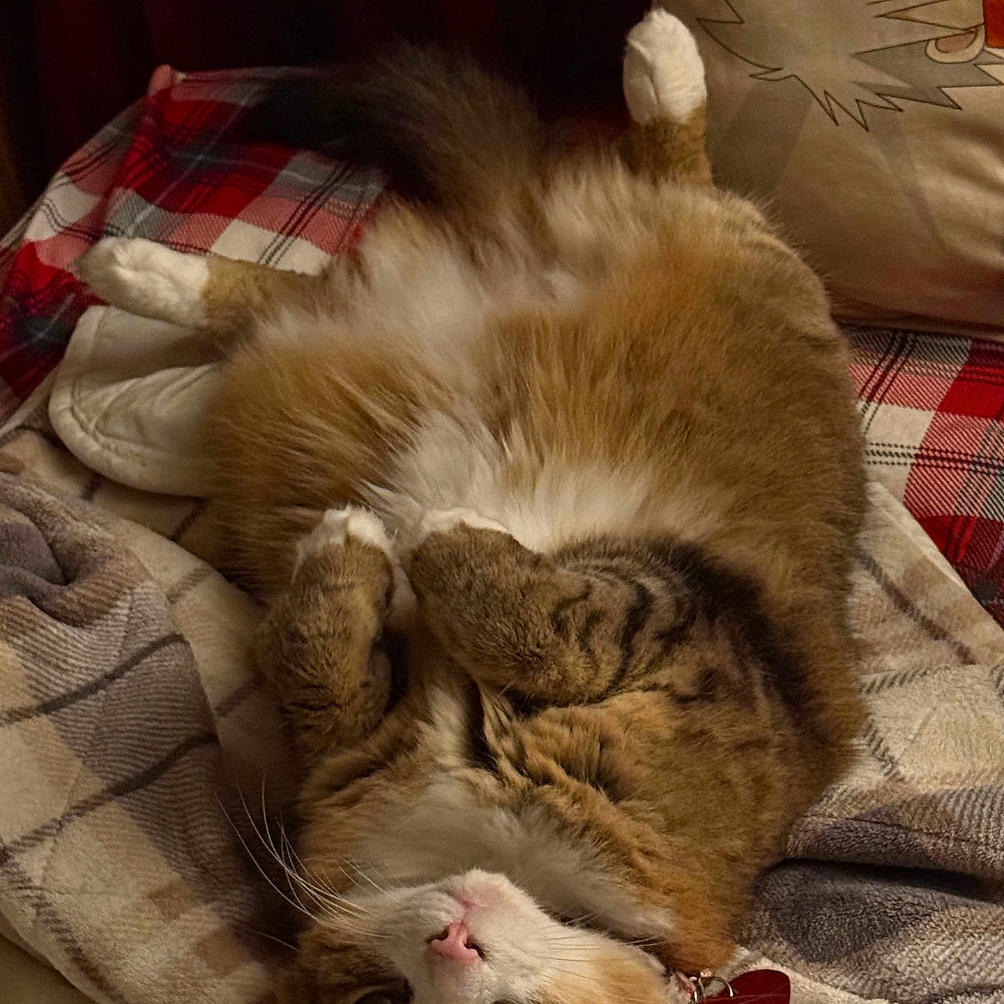 Fuzzybutt