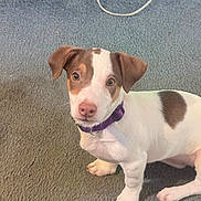 Agnes joined the competition — help win amazing prizes! dog, puppy, pet, canine, sitting, portrait, brown_and_white, purple_collar, carpet, indoor, home, floor, short_hair, floppy_ears, pink_nose, wide_eyed, looking_at_camera, animal, companion, cute
