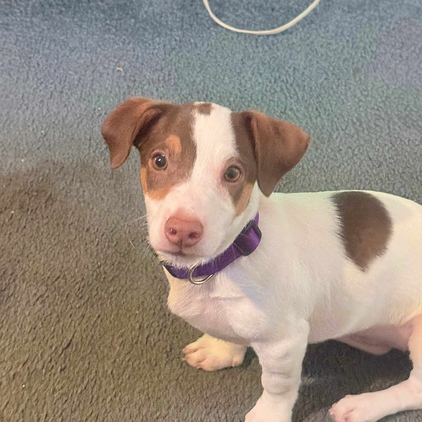 Agnes joined the competition — help win amazing prizes! dog, puppy, pet, canine, sitting, portrait, brown_and_white, purple_collar, carpet, indoor, home, floor, short_hair, floppy_ears, pink_nose, wide_eyed, looking_at_camera, animal, companion, cute