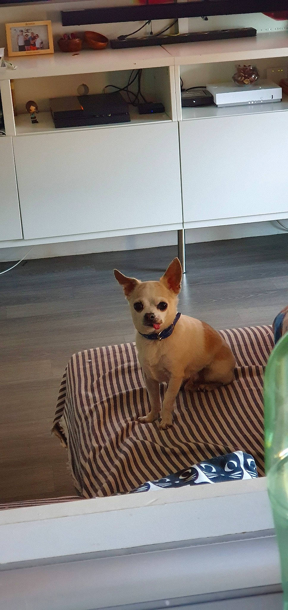 Floppy participe au concours pour gagner de l'argent avec cette photo : canidae, carnivore, cat, chihuahua, companion_dog, dog, dog_breed, fawn, mammal, puppy, toy_dog, vertebrate