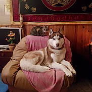 Loki a rejoint le concours — aidez-le/la à gagner de superbes lots ! animal, armchair, blanket, brown, cactus_figurine, cat, cozy, decor, dog, floor, furniture, husky, indoor, living_room, pet, pink, relaxing, tabby_cat, tapestry, wood_paneling
