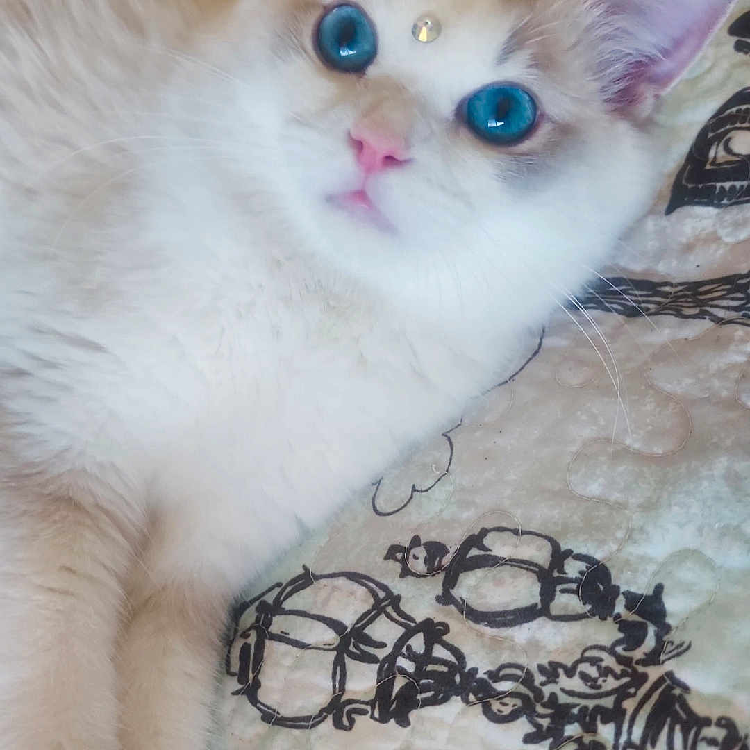 Trixie