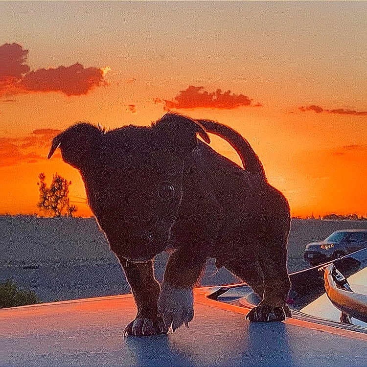 Mac is registered to the contest to win money with this photo: afterglow, automotive_lighting, car, cloud, dusk, elephant, elephants_and_mammoths, hood, horizon, indian_elephant, landscape, plant, red_sky_at_morning, sculpture, sky, sunrise, sunset, terrestrial_animal, tree, working_animal