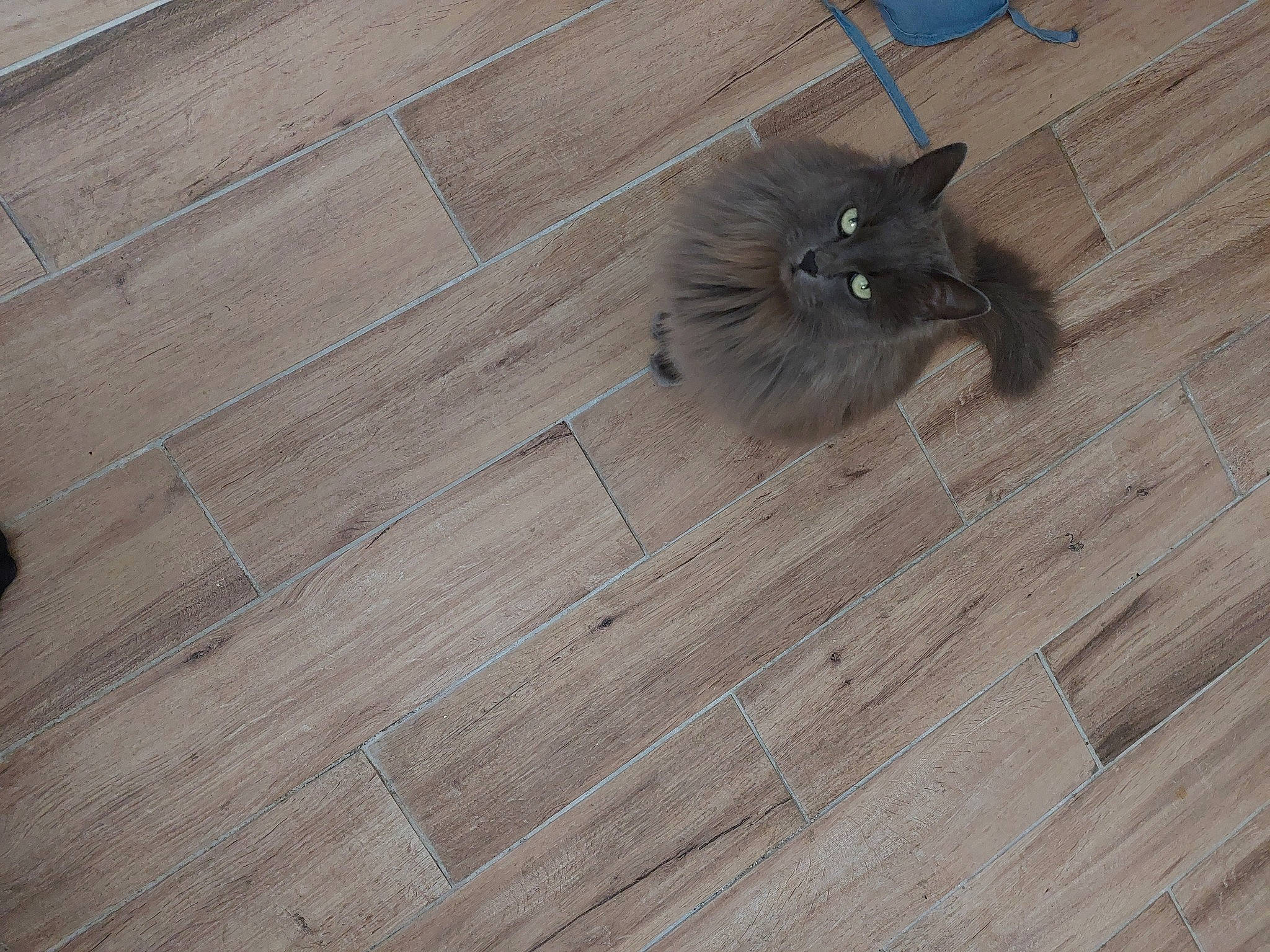 Truffe a rejoint le concours — aidez-le/la à gagner de superbes lots ! automotive_tire, carnivore, cat, domestic_short_haired_cat, fawn, felidae, flooring, grey, hardwood, laminate_flooring, paw, plank, plywood, small_to_medium_sized_cats, tail, varnish, whiskers, wood, wood_flooring, wood_stain