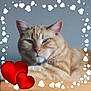 cat, orange_tabby, feline, pet, close_up, heart_frame, red_hearts, relaxed, indoor, animal, cute, whiskers, ears, face, fur, love, digital_overlay, portrait, mammal, domestic_animal