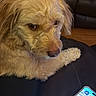 dog, pet, indoor, couch, leather, smartphone, game, screen, fur, light_brown, animal, side_view, close_up, relaxed, home, wood_floor, technology, expression, resting, companion