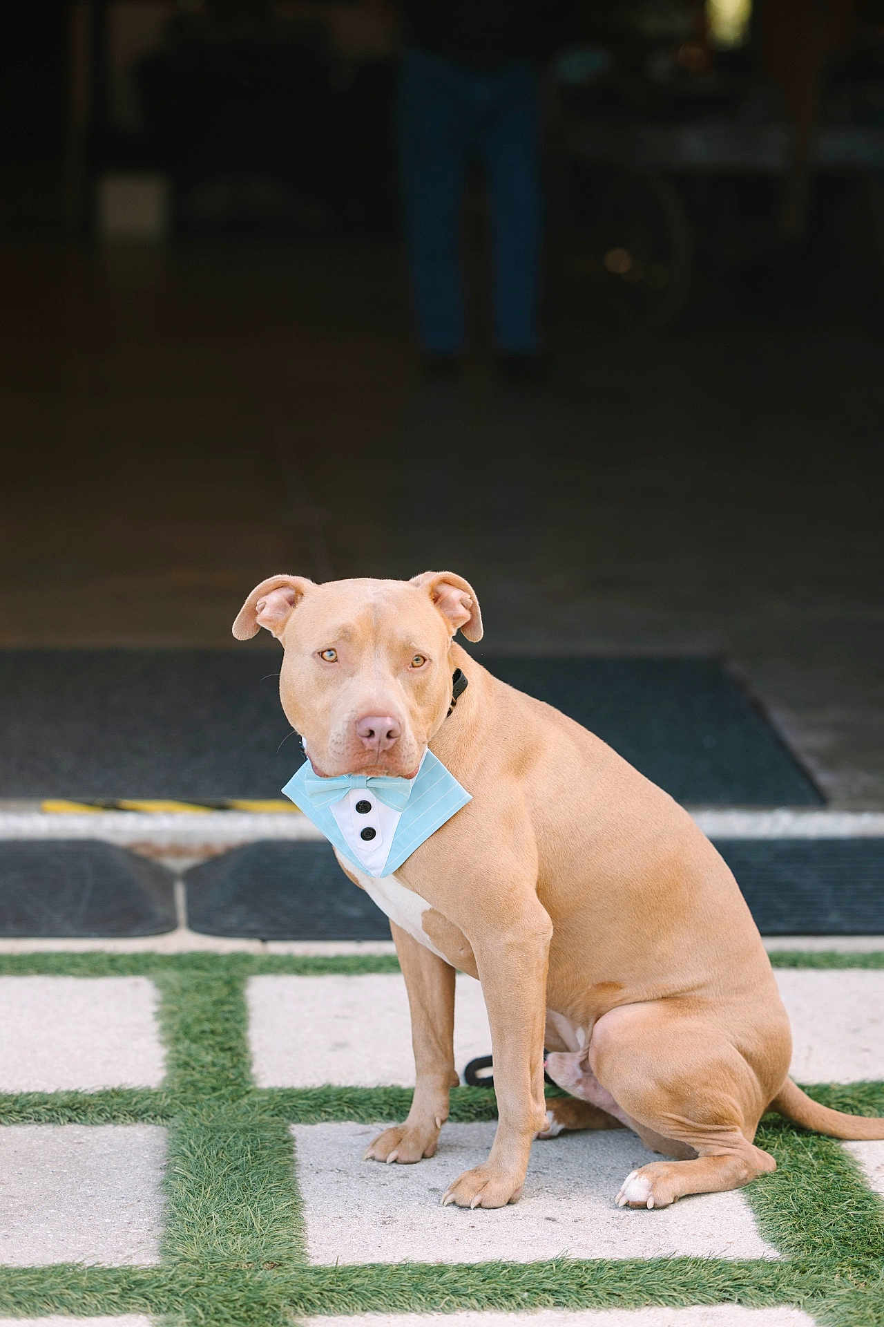 Meatball is registered to the contest to win money with this photo: dog, tan_dog, bowtie, pet, canine, sitting, outdoor, grass, concrete, patterned_floor, collar, animal, portrait, blurred_background, calm, cute, domestic_animal, pet_accessory, well_dressed, facing_sideways