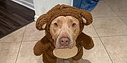 Meatball is registered to the contest to win money with this photo: dog, costume, brown, monkey_costume, pet, indoor, tile_floor, looking_up, animal, cute, furry, ears, expression, animal_clothing, floor, domestic_animal, portrait, pet_costume, canine, house