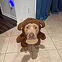 dog, costume, brown, monkey_costume, pet, indoor, tile_floor, looking_up, animal, cute, furry, ears, expression, animal_clothing, floor, domestic_animal, portrait, pet_costume, canine, house