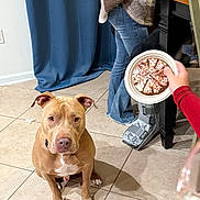 Meatball is registered to the contest to win money with this photo: dog, brown_dog, sitting, tile_floor, indoor, person, blue_curtain, table, plate, food, hand, jeans, leg_boot, red_sleeve, waiting, pet, animal, floor, casual_clothing, attention