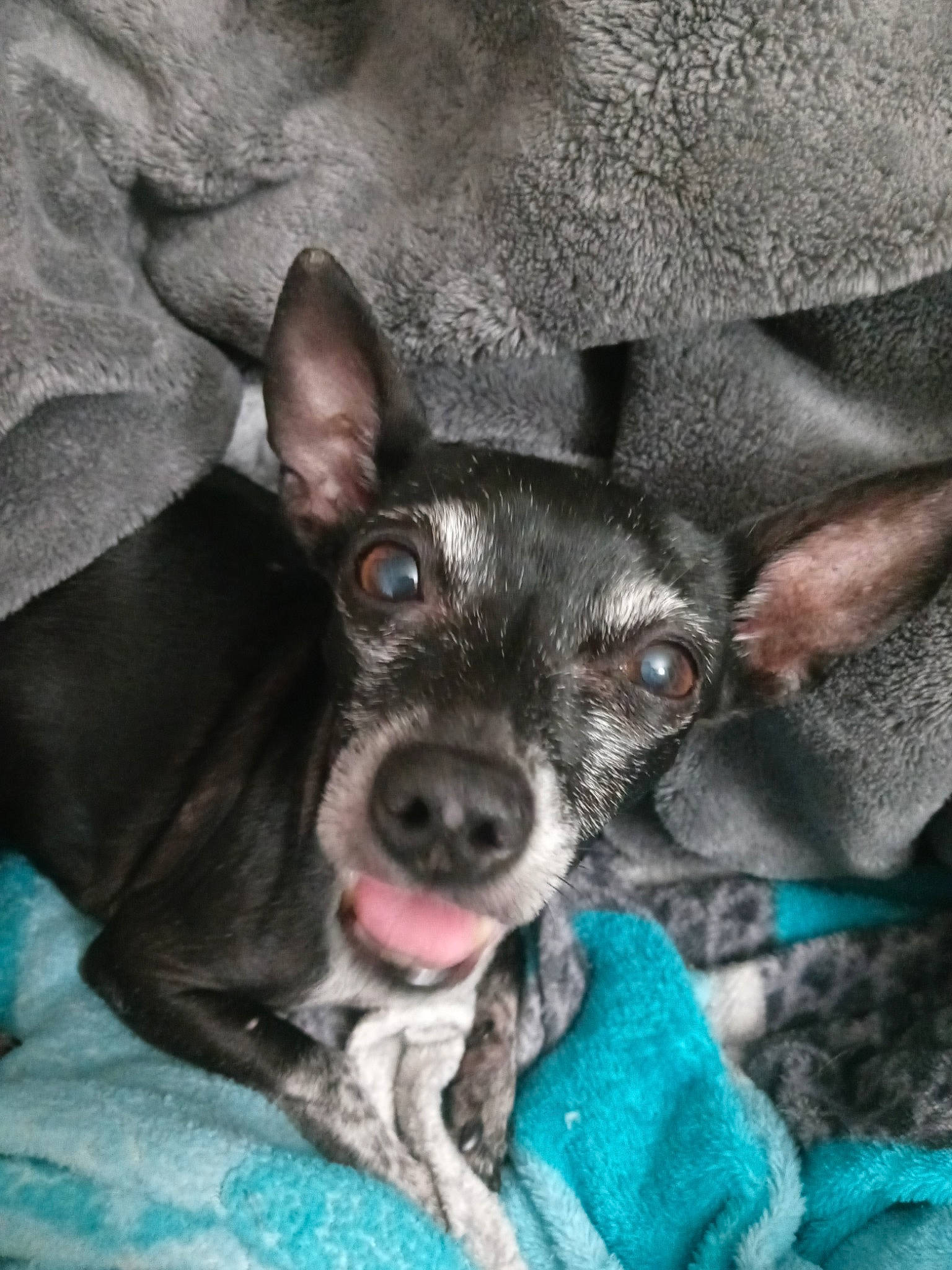 Sierra joined the competition — help win amazing prizes! canidae, carnivore, chihuahua, companion_dog, corgi_chihuahua, dog, dog_breed, ear, eye, fawn, jaw, non_sporting_group, photography, puppy, snout, sporting_group, terrestrial_animal, toy_dog, whiskers, working_animal