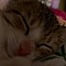 Honey is registered to the contest to win money with this photo: cat, kitten, sleeping, close_up, feline, fur, pink_nose, cozy, resting, blurred_background, indoor, pet, animal, cute, soft, peaceful, young_cat, whiskers, ears, snout