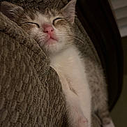 Honey is registered to the contest to win money with this photo: kitten, cat, sleeping, nap, closeup, cute, pet, feline, cozy, couch, texture, indoor, relaxing, pink_nose, paw, fur, whiskers, resting, adorable, soft