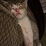 kitten, cat, sleeping, nap, closeup, cute, pet, feline, cozy, couch, texture, indoor, relaxing, pink_nose, paw, fur, whiskers, resting, adorable, soft