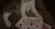 Honey joined the competition — help win amazing prizes! kitten, cat, playing_cards, couch, paw, indoor, pet, animal, feline, curious, texture, dim_lighting, home, relaxing, young_cat, small, striped, white_paws, game, cards