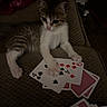 kitten, cat, playing_cards, couch, paw, indoor, pet, animal, feline, curious, texture, dim_lighting, home, relaxing, young_cat, small, striped, white_paws, game, cards