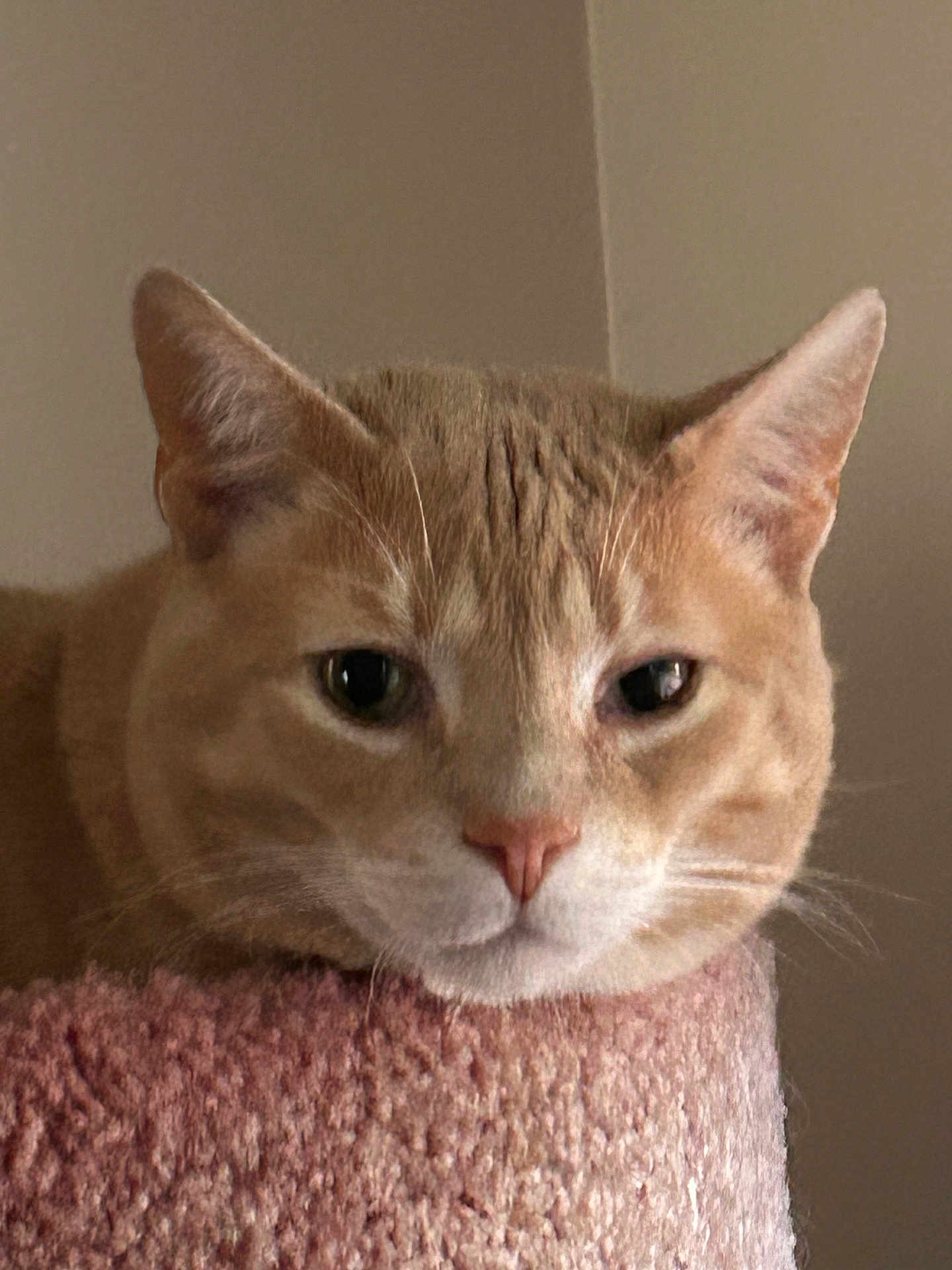 Toby