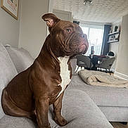 Ernie joined the competition — help win amazing prizes! dog, brown_dog, white_chest_patch, sitting, couch, sofa, living_room, blanket, window, vertical_blinds, chair, furniture, interior, pet, canine, indoor, calm, focused, house, home