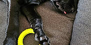 Ava a rejoint le concours — aidez-le/la à gagner de superbes lots ! puppy, dog, black_dog, sleeping, tongue_out, dog_bed, toy, yellow_ring_toy, bone_toy, indoor, floor_tiles, pet, cute, resting, paw, canine, cozy, relaxing, animal, companion