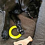 puppy, dog, black_dog, sleeping, tongue_out, dog_bed, toy, yellow_ring_toy, bone_toy, indoor, floor_tiles, pet, cute, resting, paw, canine, cozy, relaxing, animal, companion