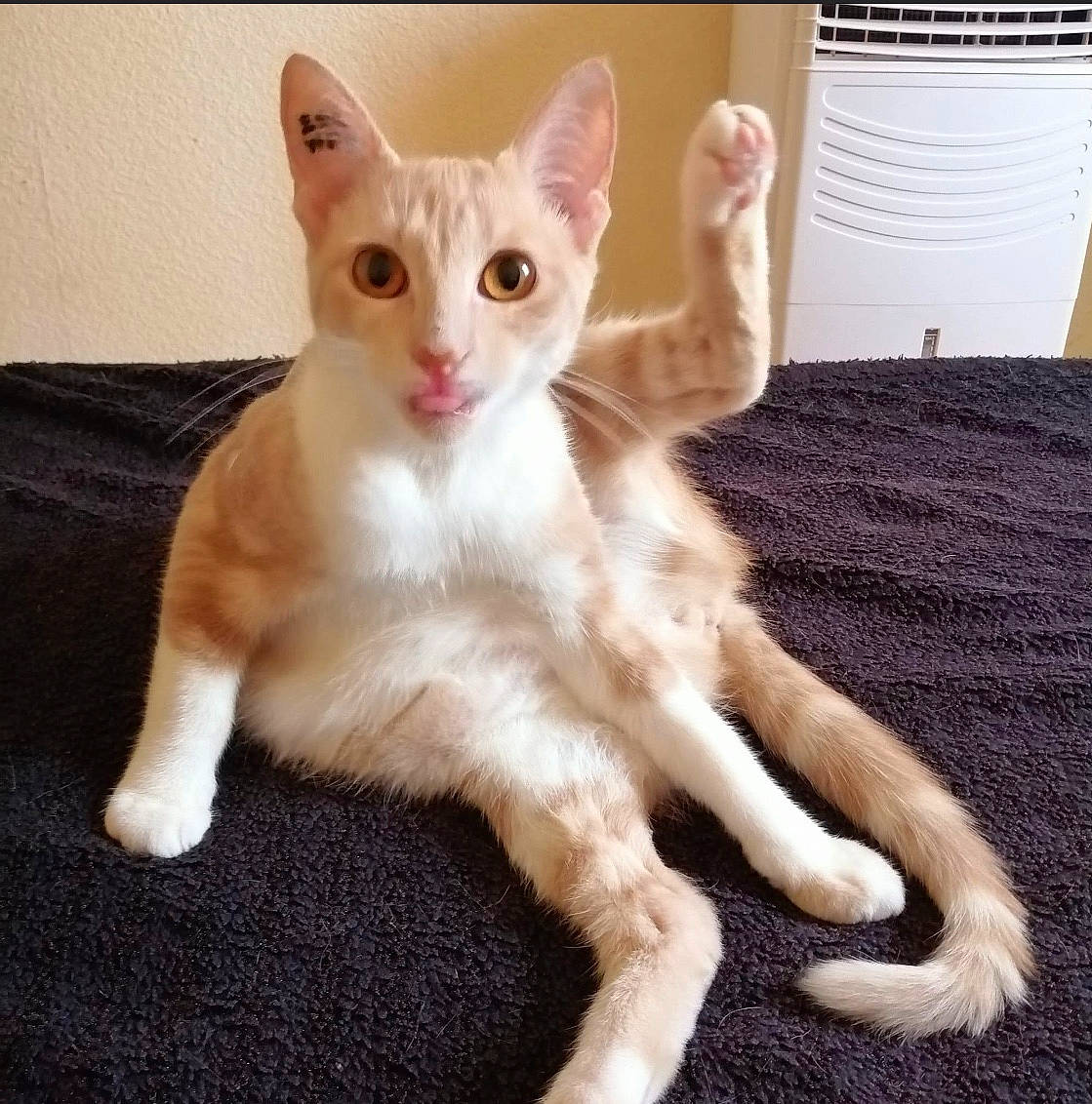 Mylène a rejoint le concours — aidez-le/la à gagner de superbes lots ! carnivore, cat, claw, domestic_short_haired_cat, fawn, felidae, fur, paw, small_to_medium_sized_cats, snout, tail, terrestrial_animal, whiskers