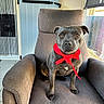 animal, armchair, companion, cozy, curtain, cute, dog, door, floor, furniture, gray_dog, home, indoor, looking_at_camera, pet, portrait, red_bandana, sitting, tile_floor, window