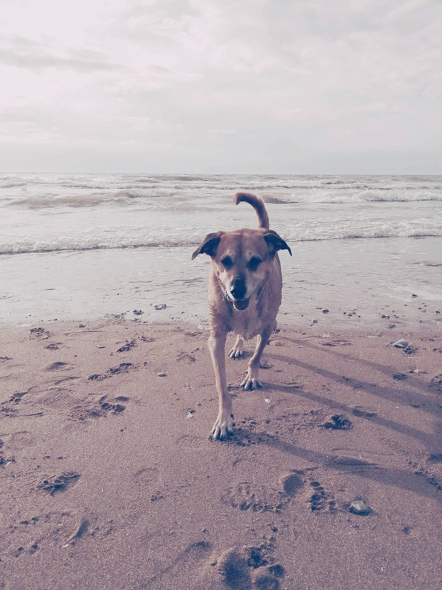 Leeloo a rejoint le concours — aidez-le/la à gagner de superbes lots ! beach, carnivore, cloud, companion_dog, dog, dog_breed, fawn, horizon, landscape, ocean, rampur_greyhound, sand, sighthound, sky, sporting_group, tail, water, wave, wind_wave, working_animal