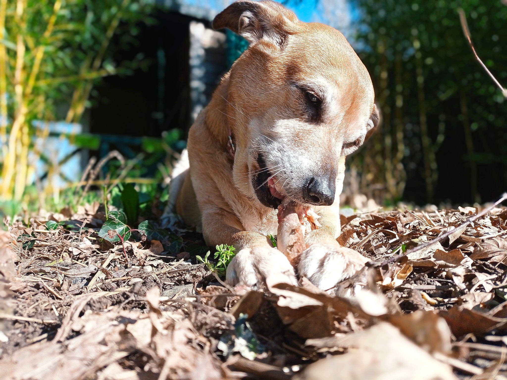Leeloo participe au concours pour gagner de l'argent avec cette photo : canidae, carnivore, companion_dog, dog, dog_breed, fawn, forest, grass, hunting_dog, non_sporting_group, plant, puppy, soil, sporting_group, street_dog, terrestrial_animal, tree, whiskers, wood, working_animal