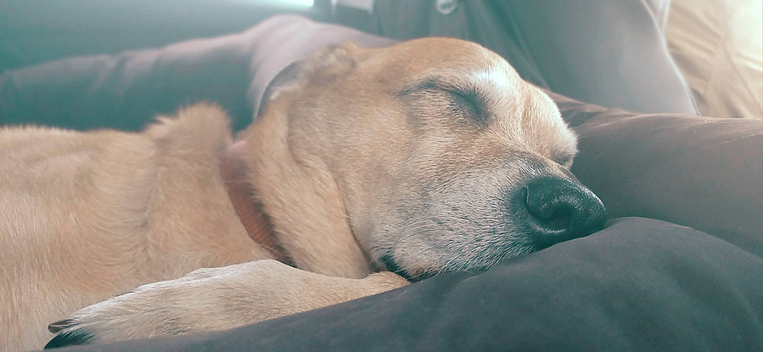 Leeloo a rejoint le concours — aidez-le/la à gagner de superbes lots ! canidae, carnivore, comfort, companion_dog, dog, dog_breed, fawn, fur, nap, retriever, snout, sporting_group, terrestrial_animal, whiskers, wildlife, wrinkle