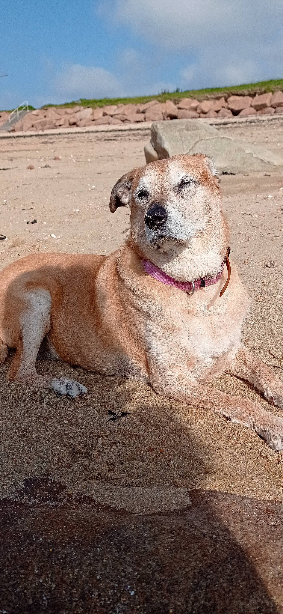 Leeloo a rejoint le concours — aidez-le/la à gagner de superbes lots ! canidae, carnivore, collar, companion_dog, dog, dog_breed, dog_collar, fawn, landscape, non_sporting_group, pet_supply, plateau, sky, snout, soil, sporting_group, terrestrial_animal, working_animal, working_dog, wrinkle