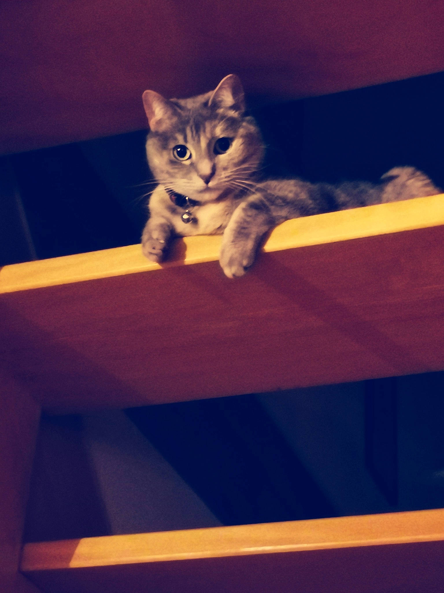 Naboo participe au concours pour gagner de l'argent avec cette photo : carnivore, cat, cloud, darkness, domestic_short_haired_cat, electric_blue, felidae, flooring, paw, recreation, rectangle, sitting, sky, small_to_medium_sized_cats, tail, tints_and_shades, vertebrate, whiskers, window, wood