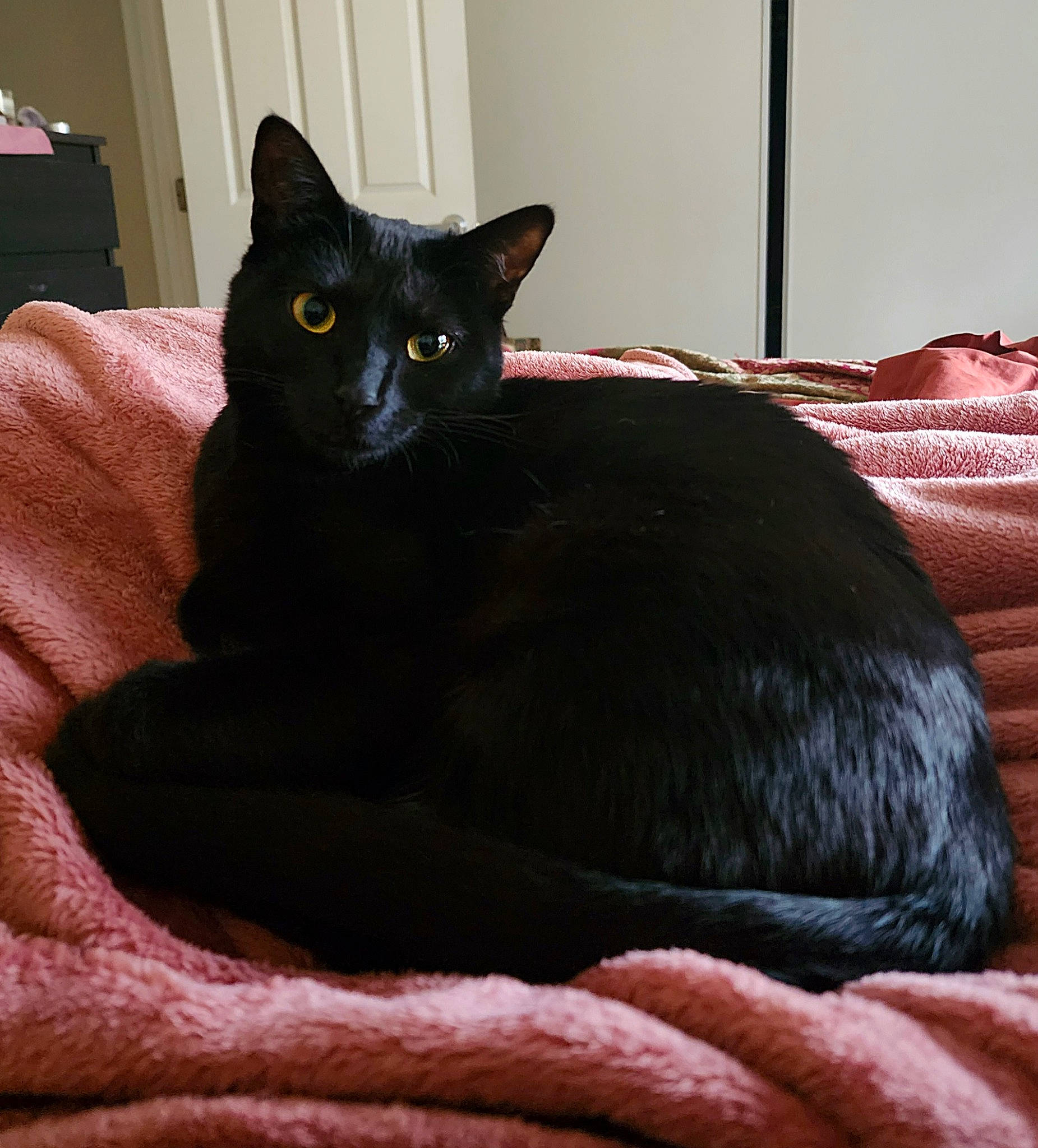 Freyja is registered to the contest to win money with this photo: black_cat, bombay, carnivore, cat, cat_supply, comfort, domestic_short_haired_cat, felidae, fur, grey, havana_brown, pet_supply, room, small_to_medium_sized_cats, snout, tail, whiskers